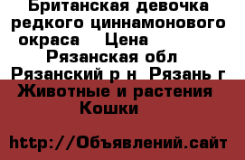 Британская девочка редкого циннамонового окраса  › Цена ­ 20 000 - Рязанская обл., Рязанский р-н, Рязань г. Животные и растения » Кошки   